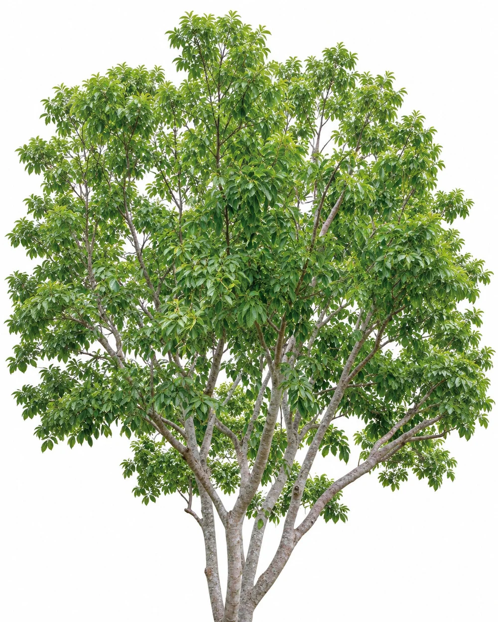 Pongam Tree