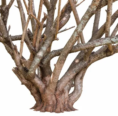 Premna serratifolia bark