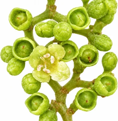 Premna serratifolia flower