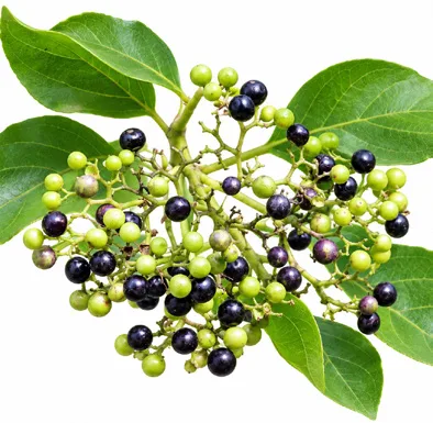 Premna serratifolia fruit / seeds