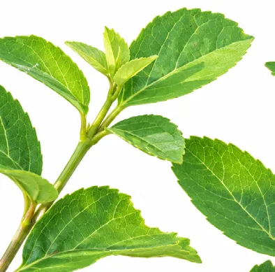 Premna serratifolia leaves