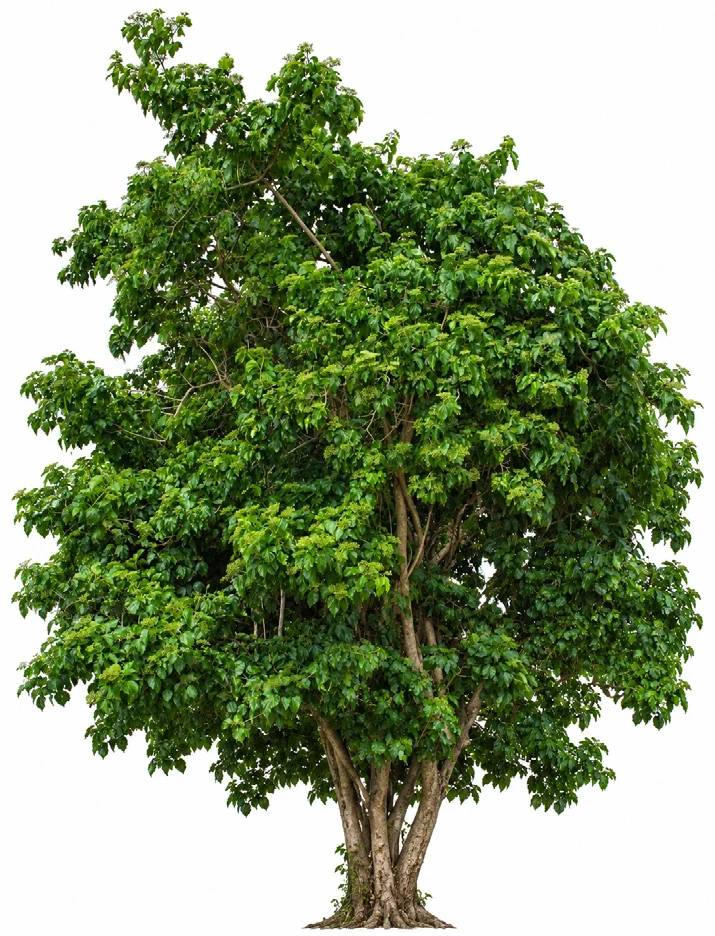 Headache Tree