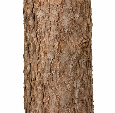 Psydrax umbellatus bark