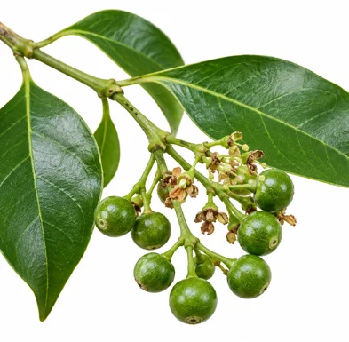 Psydrax umbellatus fruit / seeds