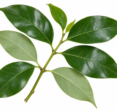 Psydrax umbellatus leaves