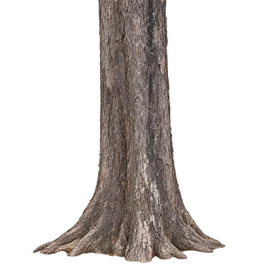 Pterocarpus dalbergioides bark