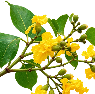 Pterocarpus dalbergioides flower