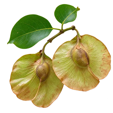 Pterocarpus dalbergioides fruit / seeds