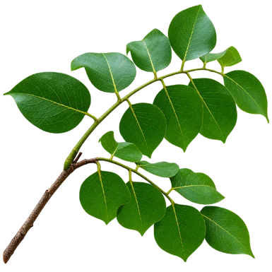 Pterocarpus dalbergioides leaves