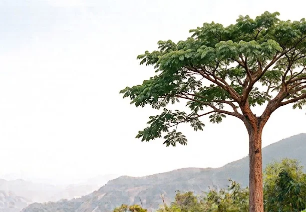 Andaman Redwood