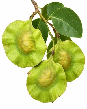Pterocarpus santalinus fruit / seeds