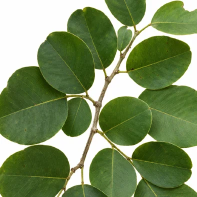 Pterocarpus santalinus leaves