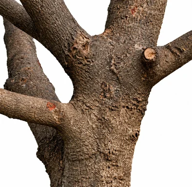 Pterospermum acerifolium bark