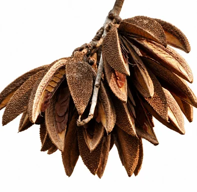 Pterospermum acerifolium fruit / seeds