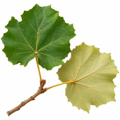 Pterospermum acerifolium leaves