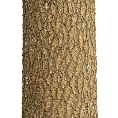 Pterospermum xylocarpum bark