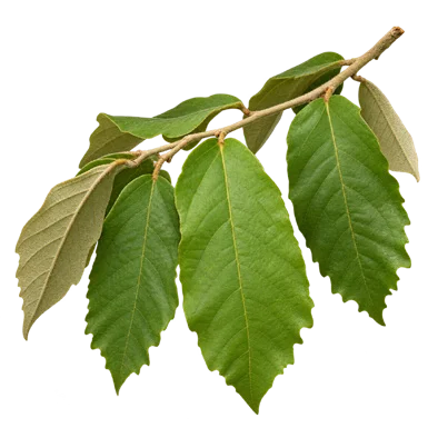 Pterospermum xylocarpum leaves