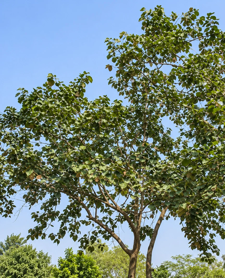 Woody-Fruit Bayur Tree