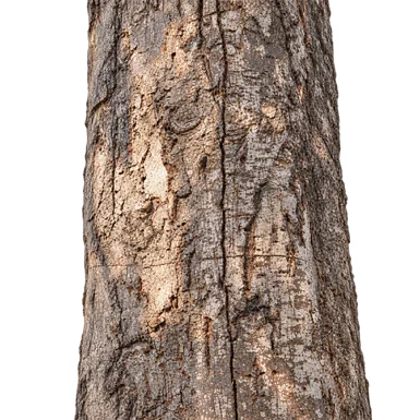 Pterygota alata bark