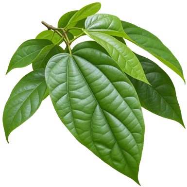 Pterygota alata leaves