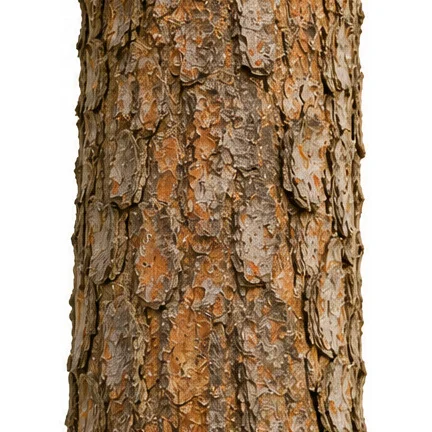 Pyrus pashia bark