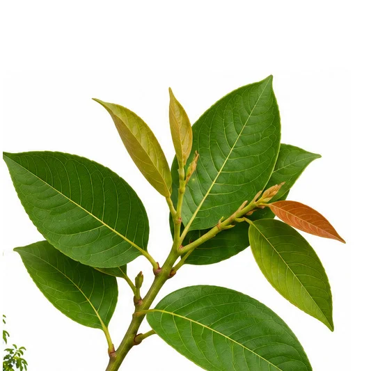 Pyrus pashia leaves