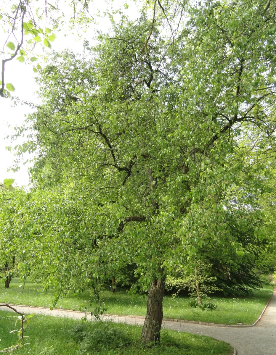 Indian wild pear