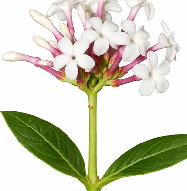 Rauvolfia serpentina flower