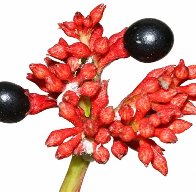 Rauvolfia serpentina fruit / seeds