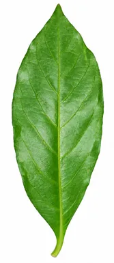 Rauvolfia serpentina leaves