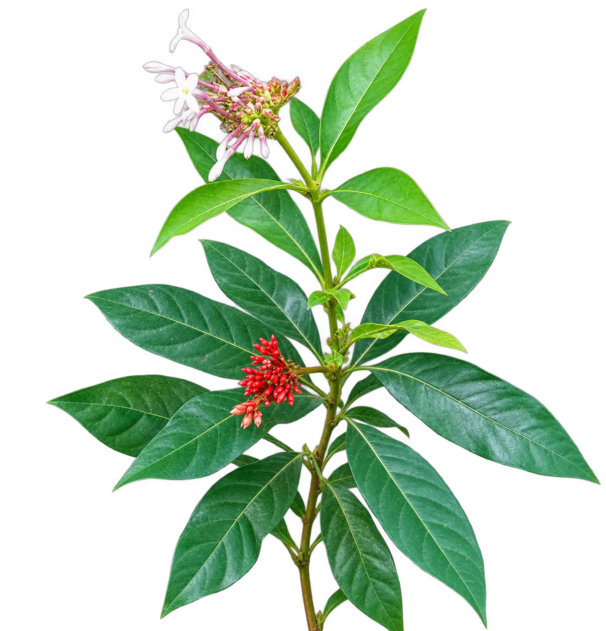 Indian Snakeroot