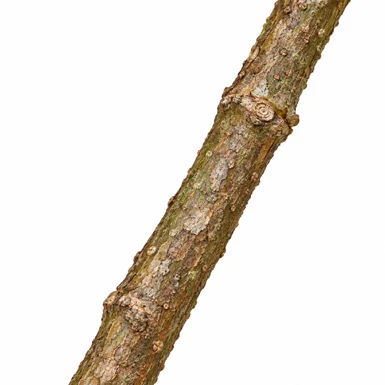 Reissantia grahamii bark