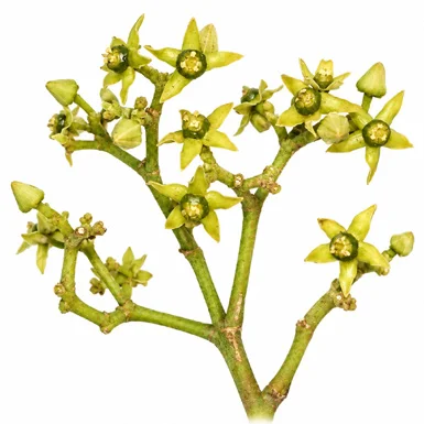 Reissantia grahamii flower