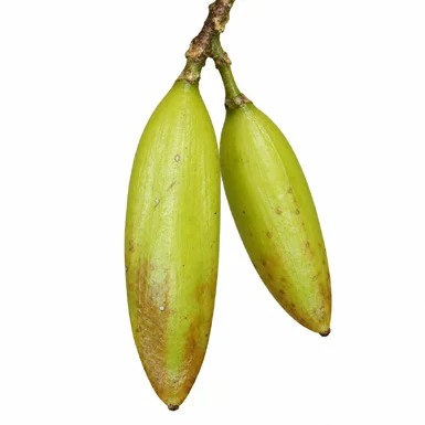 Reissantia grahamii fruit / seeds