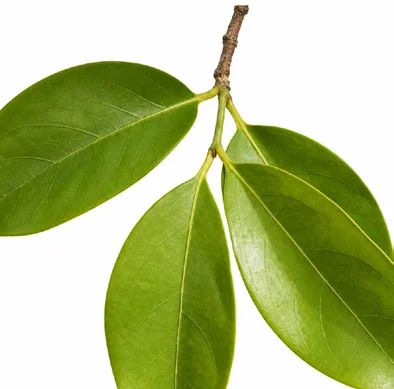 Reissantia grahamii leaves