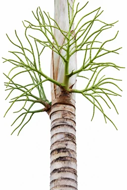 Rhopaloblaste augusta bark