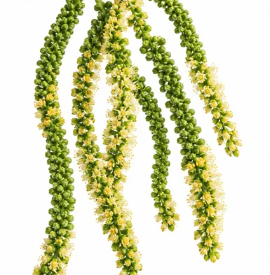 Rhopaloblaste augusta flower