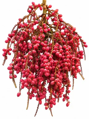 Rhopaloblaste augusta fruit / seeds