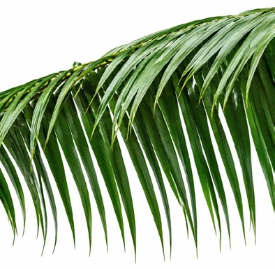 Rhopaloblaste augusta leaves