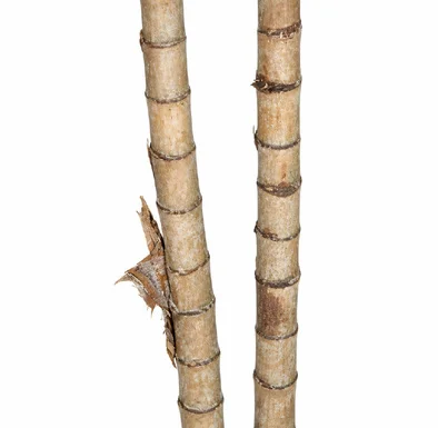 Rhopaloblaste singaporensis bark