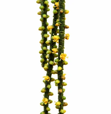 Rhopaloblaste singaporensis flower