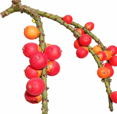 Rhopaloblaste singaporensis fruit / seeds