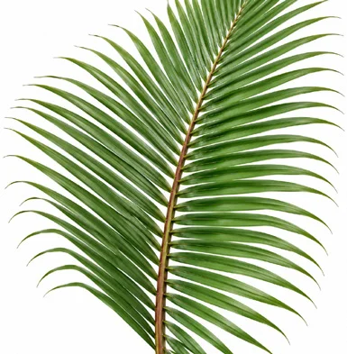 Rhopaloblaste singaporensis leaves