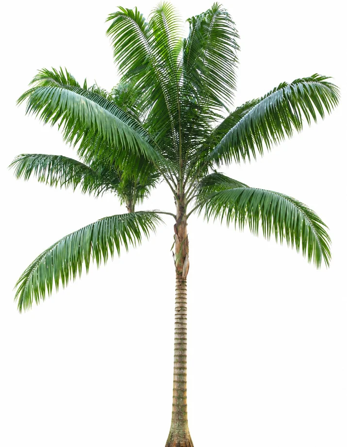 Singapore Walking-stick Palm