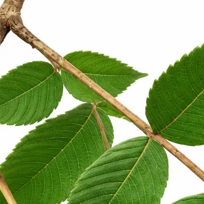 Rhus chinensis bark