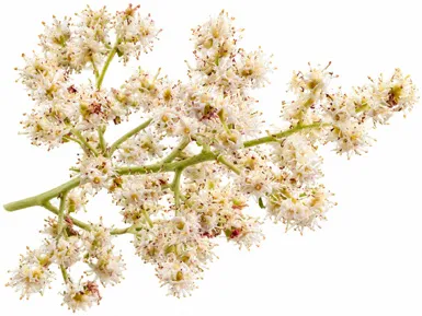 Rhus chinensis flower