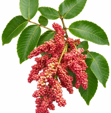 Rhus chinensis fruit / seeds