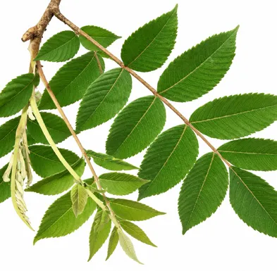 Rhus chinensis leaves