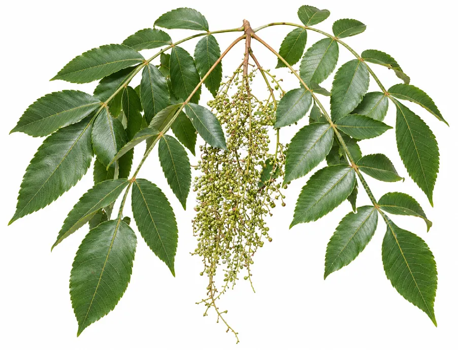 Nutgall tree