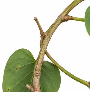 Rivea hypocrateriformis bark